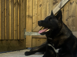 akita