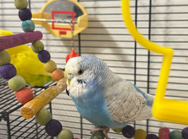 Female budgie
