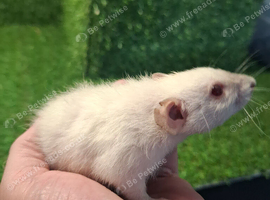 A FEW DWARF RATS STILL AVAILABLE