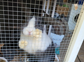 Dutch cross old english gorgeous blue/white with blue eyes