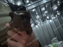 2 male guinea-pigs for sale