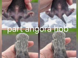 part angora ferret kits