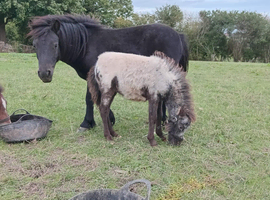 Beautiful appaloosa colt foal