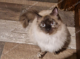 Ragdoll for rehoming
