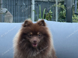 Stunning male Pomeranian