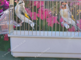 Siberian goldfinch eumo pastel
