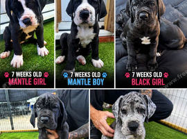 great dane puppies