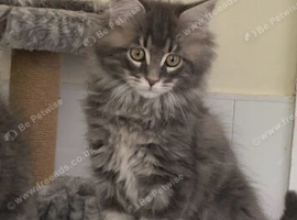 Maine coon kittens