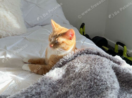 1 year old male cat