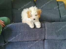 Cockapoo