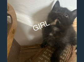 Bombay cross kittens