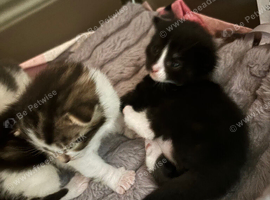 Last remaining kitten