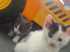 Male kittens