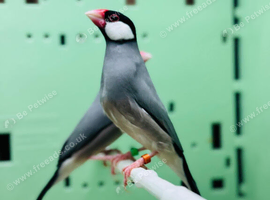Java finches