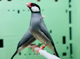 Java finch