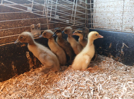 Indian runner ducklings