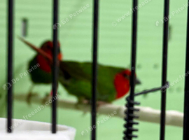 Finches