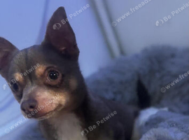 Male chihuahua