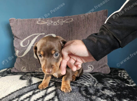 2 mini dashunds for sale 8 weeks old
