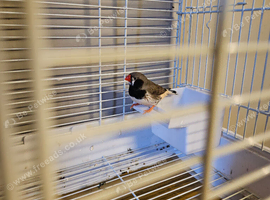 Female zebra finch for sale this years