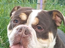 Old English bulldog