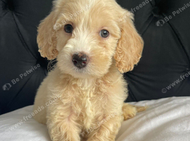F1 cockapoo puppies