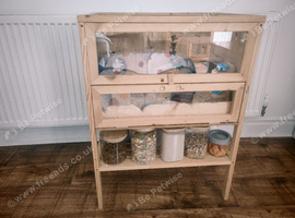 Female Russian hamster for sale with full set up