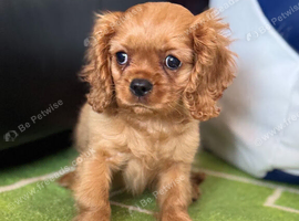 Ruby King Charles Cavalier Health Tested