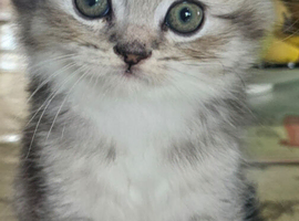 SCOTTISH FOLD X BRITISH SHORTHAIR