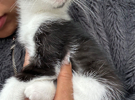 10 WEEK OLD FEMALE TUXEDO KITTEN &ndash; NEEDS A LOVING CARING HOME URGENTLY