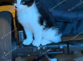 Kittens needing their forever home