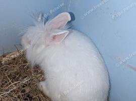 Albino mini lop cross lion head