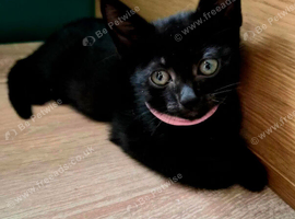 British Shorthair x Sphyns