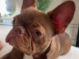 Beautiful female French bulldog