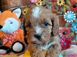 Quality True mini Cavapoo puppies in Eastleigh, Hampshire