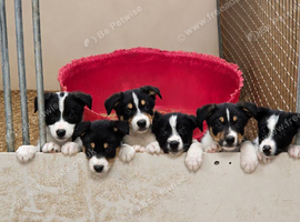 ISDS Tri and Black & White Border Collie Puppies