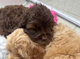 Cockapoo puppies ready now!'