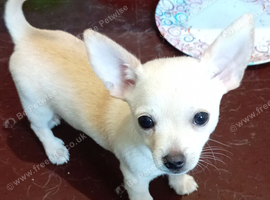 1 white with slight tan male pup 16 week old