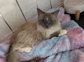 BEAUTIFUL FEMALE RAGDOLL