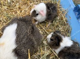 Baby guinea pigs