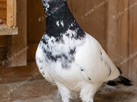 4 Pakistani pigeons in Blackburn