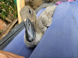 Indian runner duck FEMALES