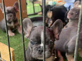 Frenchie pups reduced again