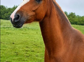 Welsh section b 2yo filly