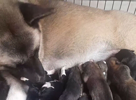 Akita puppy's for sale