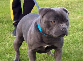 ADULT BLUE STAFFY FEMALE