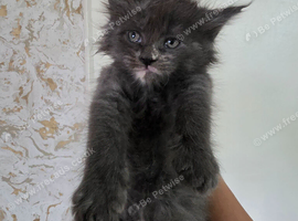 Championship maine coon kittens