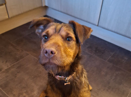 9 month old, female Patterdale Terrier