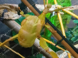 Adult Macleay's stick insect