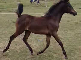 Beautiful show pony filly